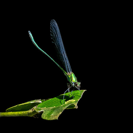Clear Winged Forest Glory