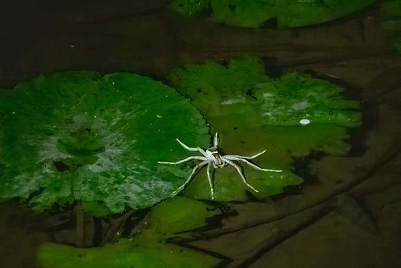 White-flanked Waterspider