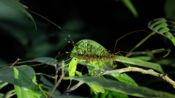 House Centipede