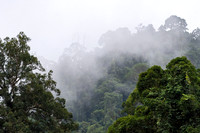 Misty Forest