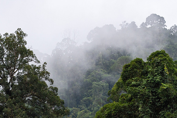Misty Forest