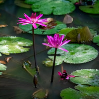 Waterlilly -2