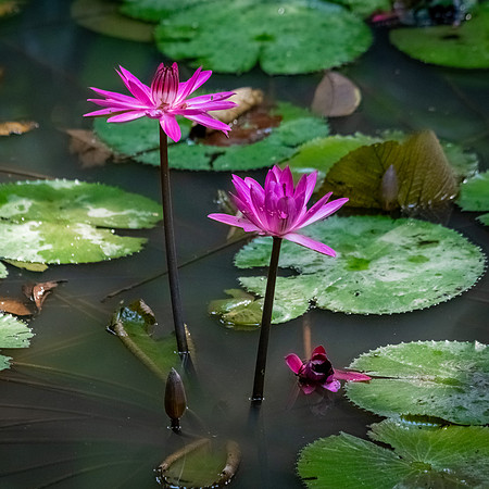 Waterlilly -2