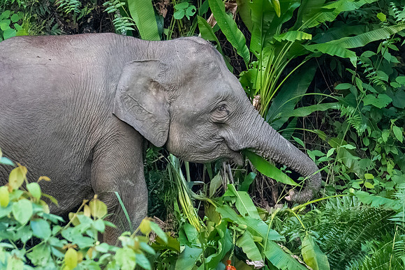 Pygmy Elephant -8