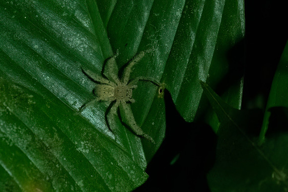 Jumping Spider