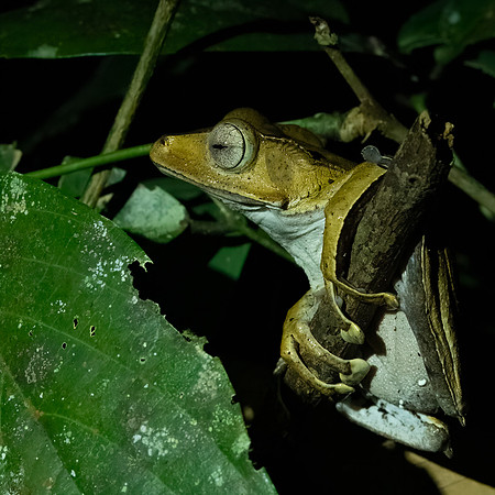 File-eared Tree Frog