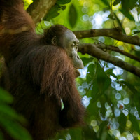 Orangutan -8