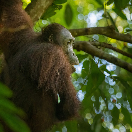 Orangutan -8