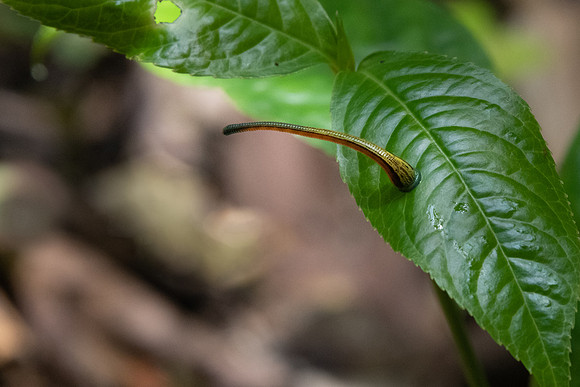 Leech