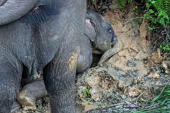 Pygmy Elephant -2