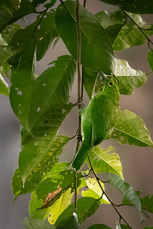 Lesser Green Leafbird
