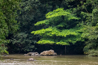 Danum River -2