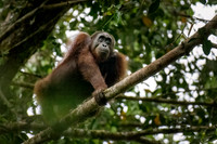 Danum Valley