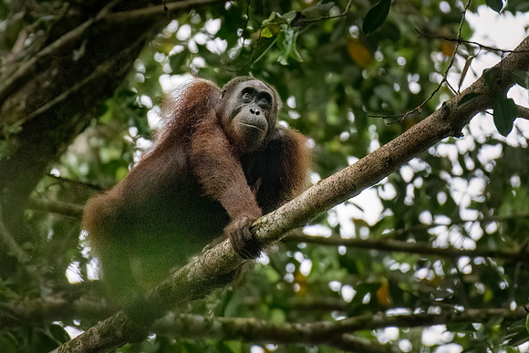 Orangutan -1