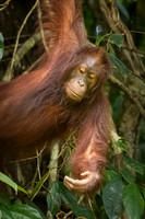 Orangutan -6