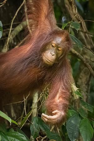 Orangutan -6