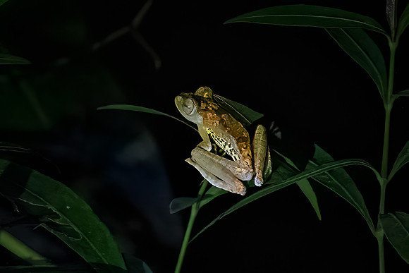 Tree Frog -1