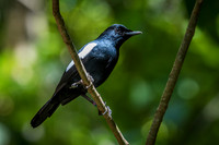 Seychelles Magpie Robin -2