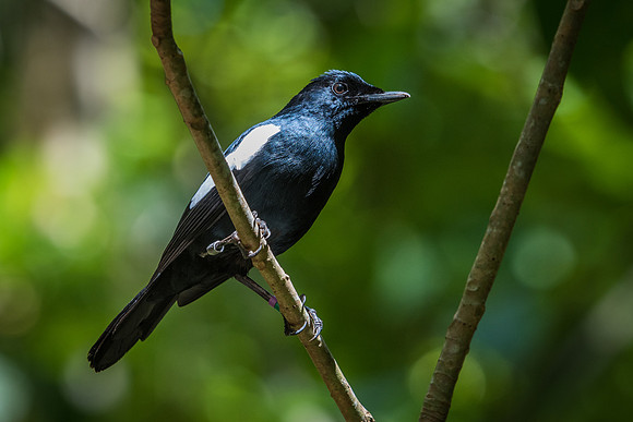 Seychelles Magpie Robin -2