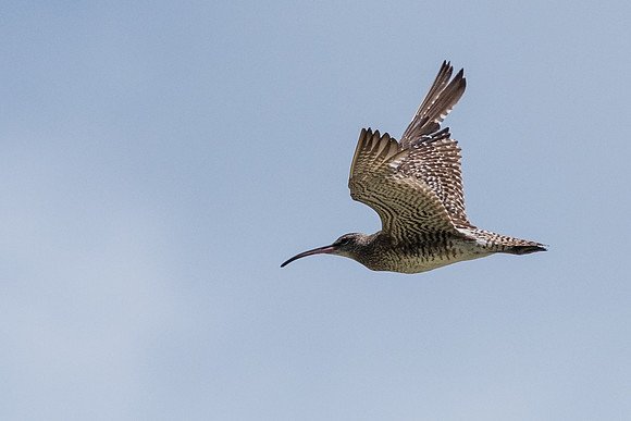 Whimbrel Flying -2
