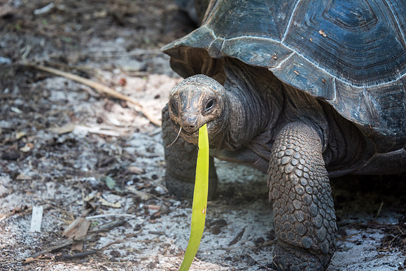 Giant Tortoise -2