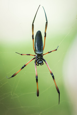 Forest Spider -1
