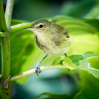 Seychelles Warbler -5