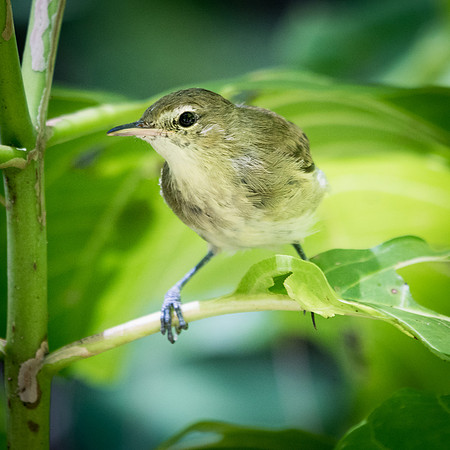 Seychelles Warbler -5