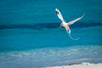 White-tailed Tropic Bird Shapes -3