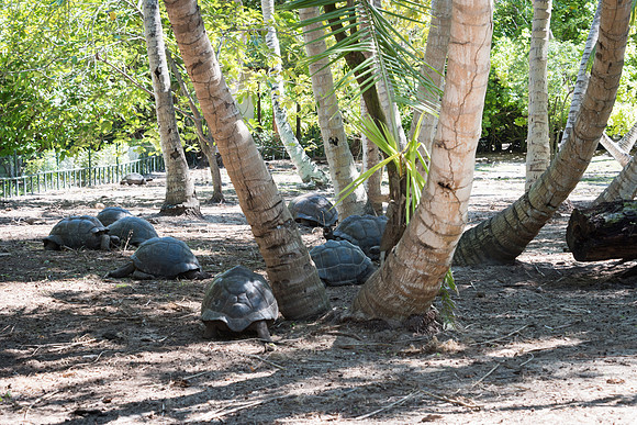 Giant Tortoises