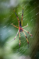 Forest Spider -2