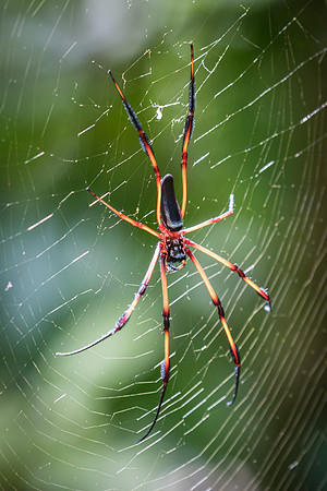 Forest Spider -2
