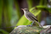 Seychelles Warbler -1