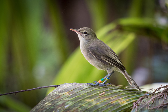 Seychelles Warbler -1