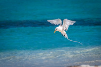 White-tailed Tropic Bird Shapes -5