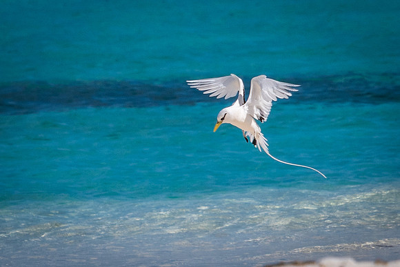 White-tailed Tropic Bird Shapes -5