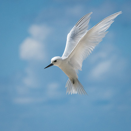 White Tern Shapes -8