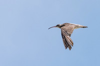 Whimbrel Flying -1