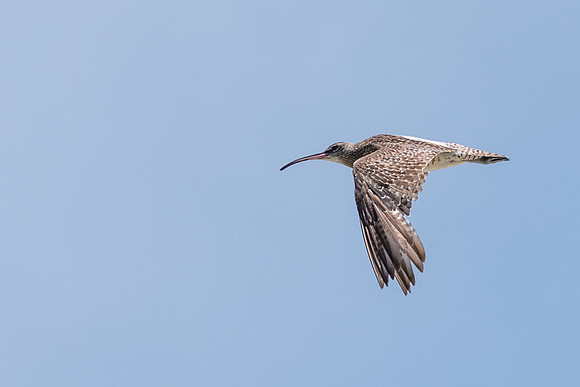 Whimbrel Flying -1