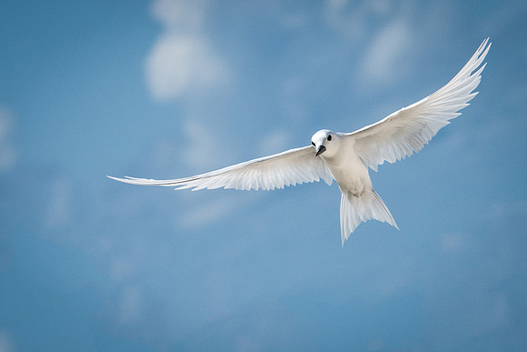 White Tern Shapes -4