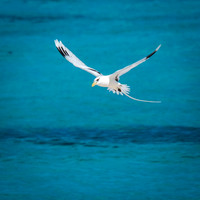 White-tailed Tropic Bird Shapes -7