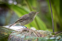 Seychelles Warbler -2