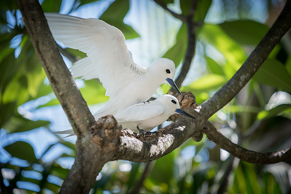 White Terns