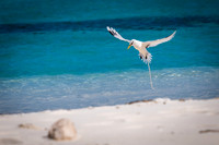 White-tailed Tropic Bird Shapes -2