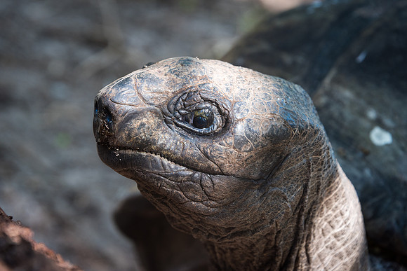 Giant Tortoise -1