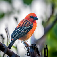 Madagascar Fody Male