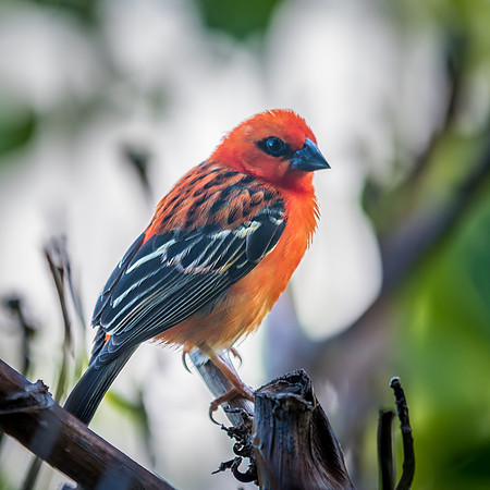 Madagascar Fody Male