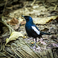 Seychelles Magpie Robin -3