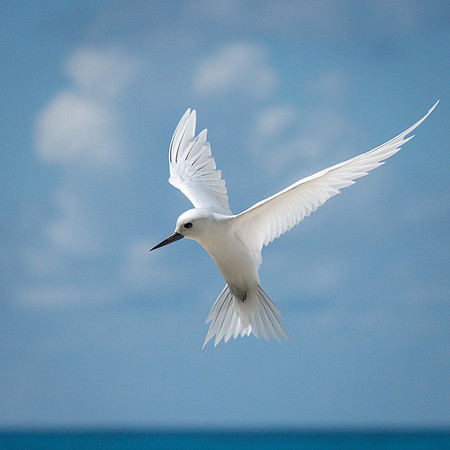 White Tern Shapes -6