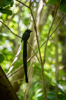 Seychelles Black Paradise Flycatcher